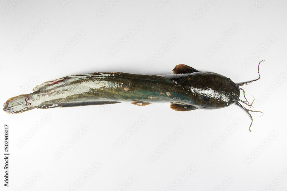 Structure of Clarias gariepinus in the laboratory. StockFoto Adobe Stock