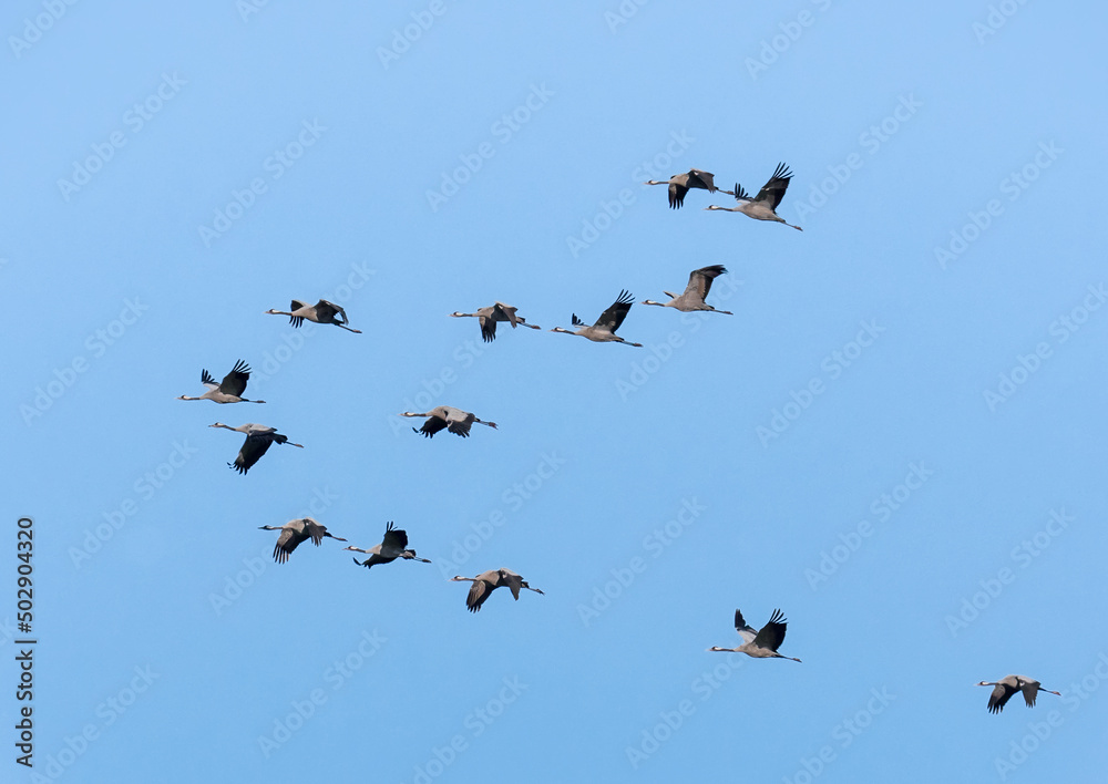 Der Kranich (Grus grus), auch Grauer Kranich oder Eurasischer Kranich Der Kranich (Grus grus), auch Grauer Kranich oder Eurasischer Kranich