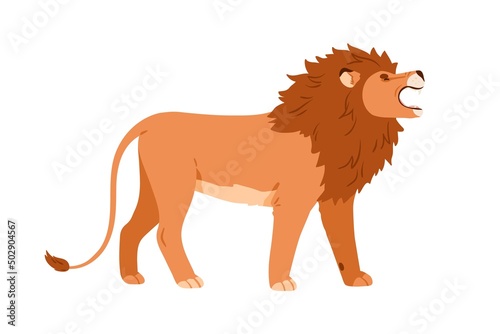 African lion standing and roaring. Wild male feline profile with hairy shaggy...