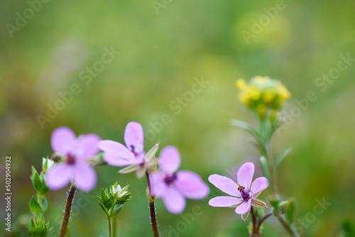 Purple flowers background. Closeup of purple flowers on blurred background.