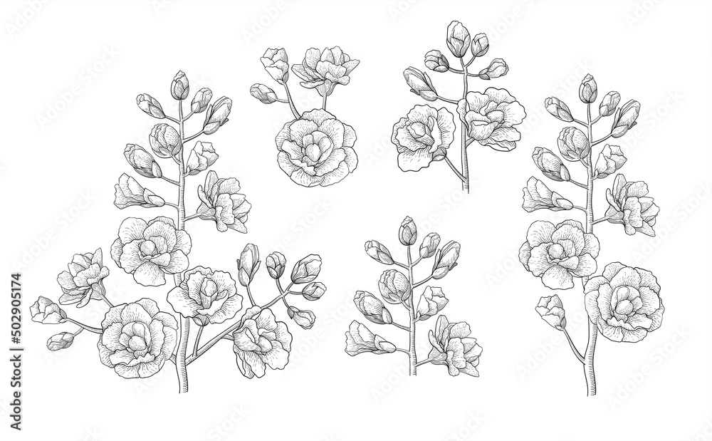 Set of arabis flowers on a white background for the compilation of ornaments, bouquets, decoration of invitations, cards and greetings. Vector vintage line drawing or engraving illustration.