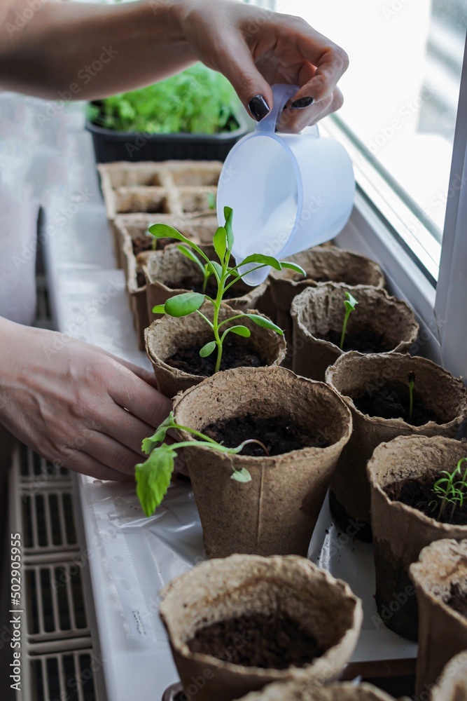 Flower seedlings in eco peat pots close-up, gardener's hands in the frame watering and caring for seedlings, home gardening Flower seedlings in eco peat pots close-up, gardener's hands in the frame watering and caring for seedlings, home gardening
