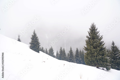 Different types of firs, pines and trees in mountainous areas, with thick fog. © Vladimir
