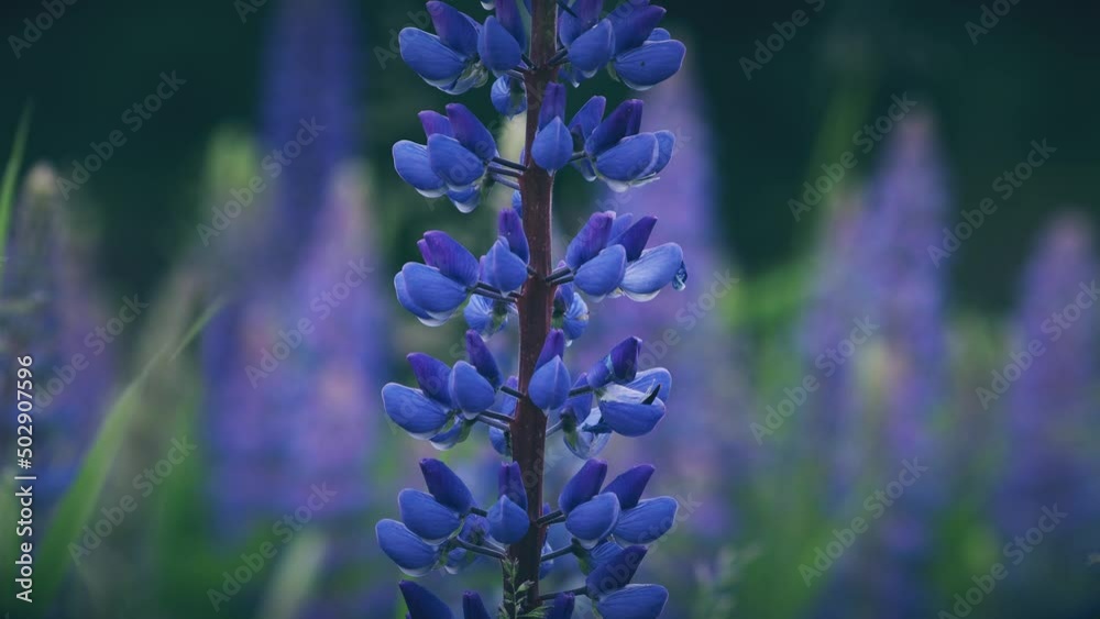 Bush Of Wild Flowers Lupine In Summer Field Meadow Panorama Summer Background. Lupinus, Commonly Known As Lupin Or Lupine, Is A Genus Of Flowering Plants In The Legume Family, Fabaceae 4K.