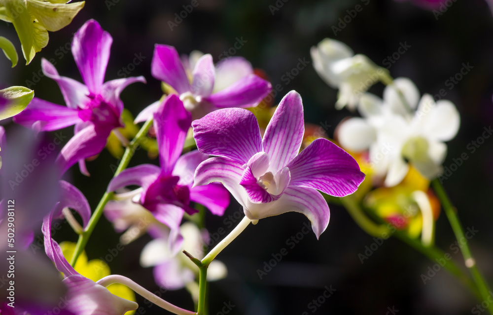 Colorful Dendrobium enobi orchid, in shallow focus