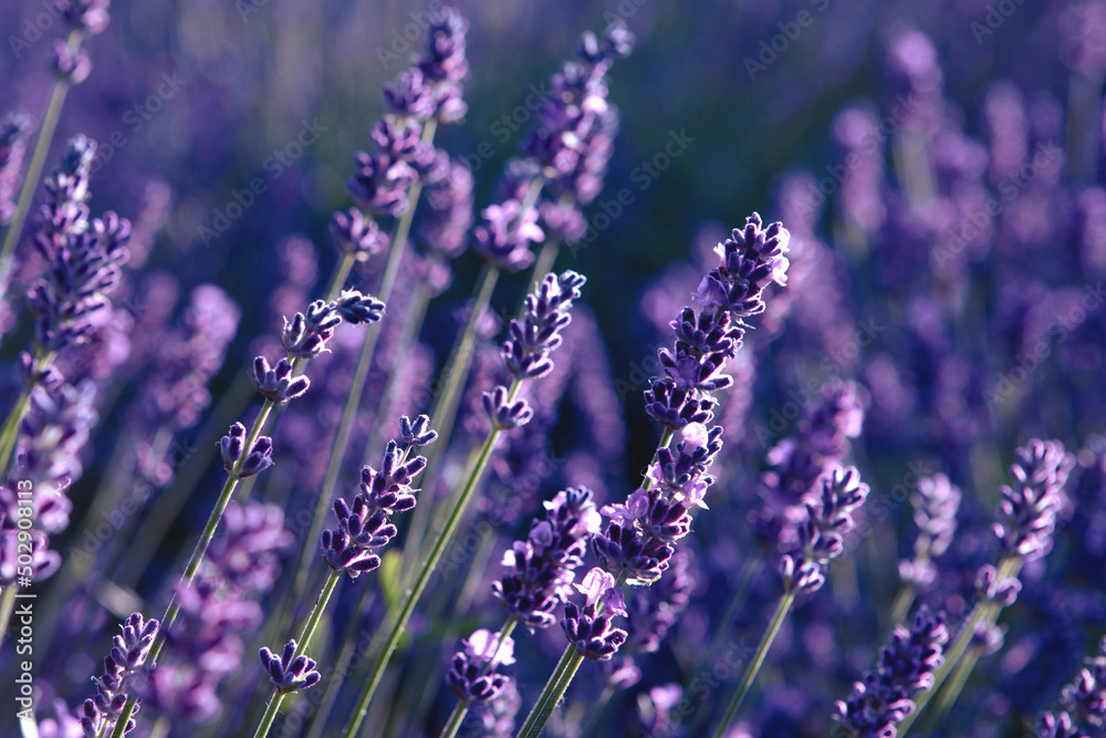 Fototapeta premium Selective focus Lavender flowers at sunset rays, Blooming Violet fragrant lavender flower summer landscape. Growing Lavender, harvest, perfume ingredient, aromatherapy. Lavender field lit by sunlight