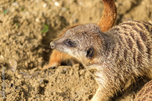 meerkat on the ground