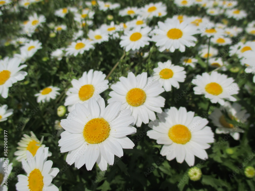 Fototapeta premium 春の花壇に美しく咲き誇る、可憐な白いマーガレット