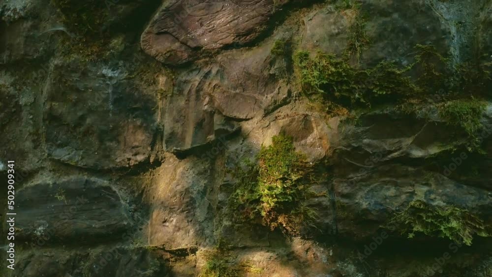 shadow from leaves on an old stone wall in sunlight. natural background shadow from leaves on an old stone wall in sunlight. natural background