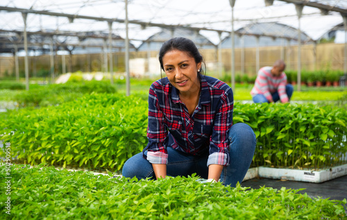 Portrait of smiling peruvian woman working in greenhouse, checking young tomato seedlings photo