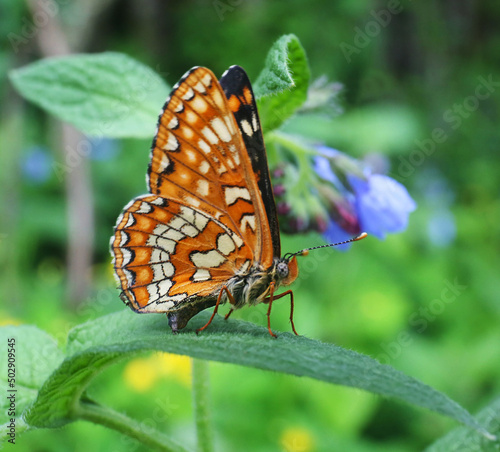 The butterfly Sarce fritillary Euphydryas maturna lives on the outskirts of damp meadows and forests. Due to habitat degradation, its number in Europe is declining everywhere