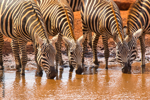 Plains zebras, Equus quagga, quench their thirst at a waterhole.