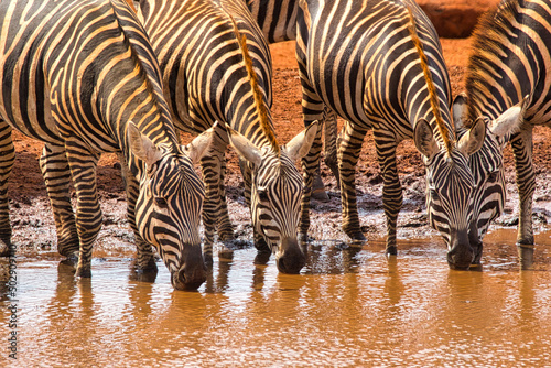 Plains zebras, Equus quagga, quench their thirst at a waterhole.