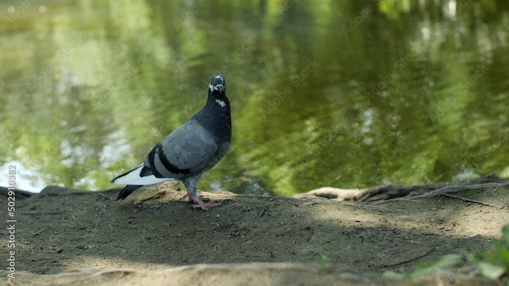 Pigeon is walking along the shore of the pond. Pigeon is walking along the shore of the pond.