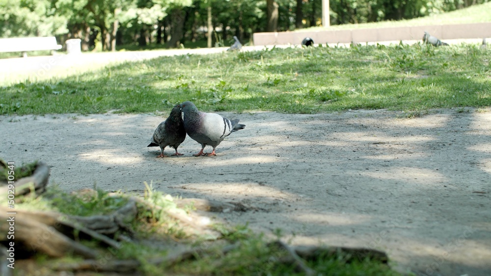 Two beautiful gray doves in summer park are kissing with their beaks. Two beautiful gray doves in summer park are kissing with their beaks.