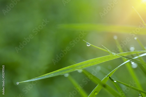 Defocus. Green grass close-up with dewdrops, sunbeams, glare and copy space. Conceptual photo.