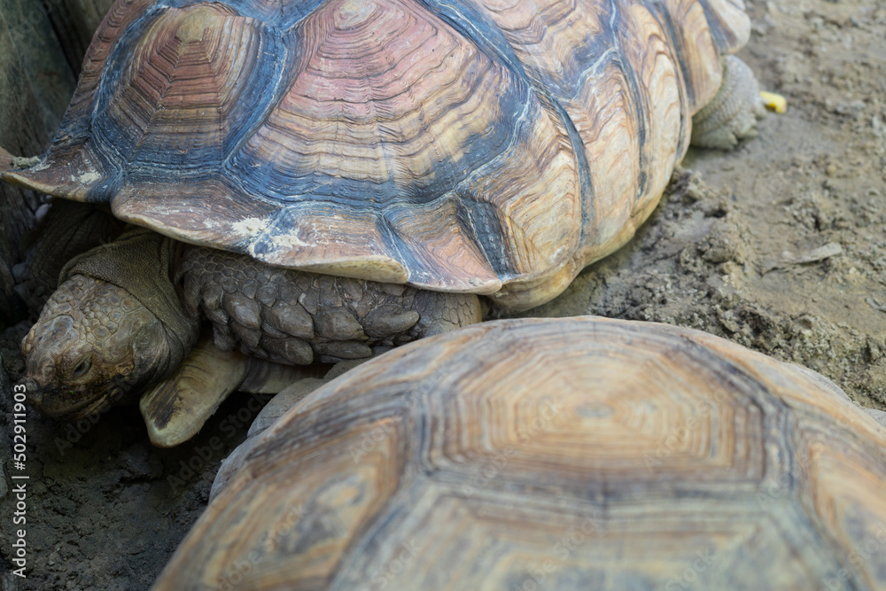 Sulcata Tortoise or African spurred tortoise is the giant turtle and ...