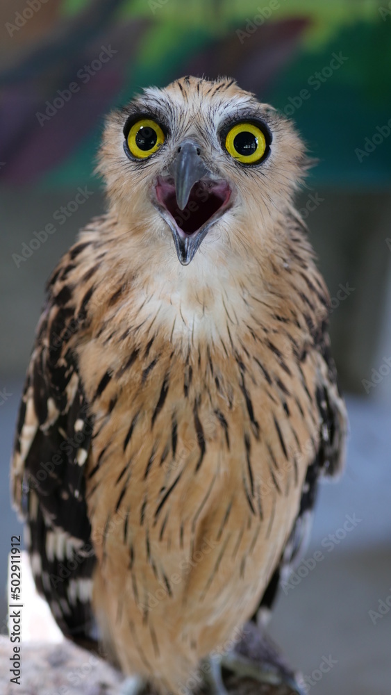 Exotic birds live in the tropics of Indonesia, looks very beautiful Exotic birds live in the tropics of Indonesia, looks very beautiful