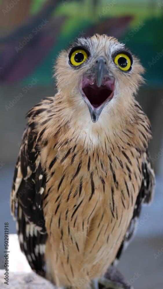 Fototapeta premium Exotic birds live in the tropics of Indonesia, looks very beautiful