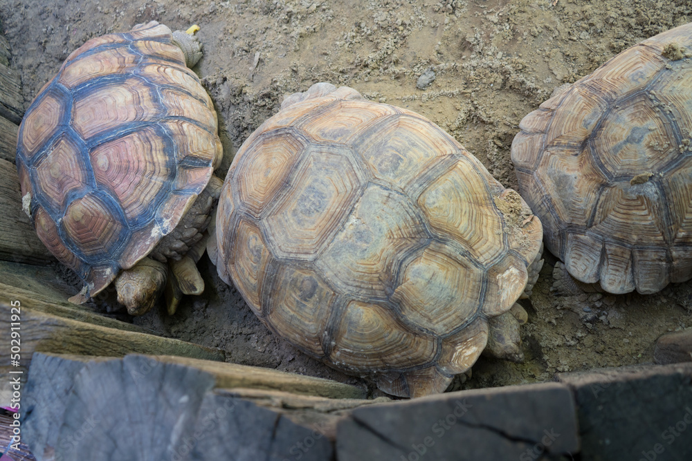 Obraz premium Sulcata Tortoise or African spurred tortoise is the giant turtle and eat morning glory and grass are food .The herbivore animal of the Africa area.