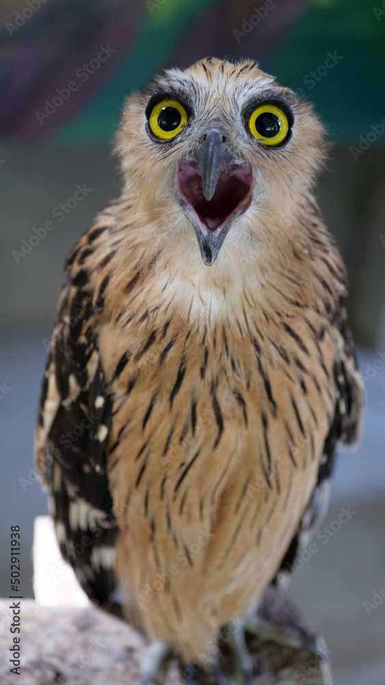 Exotic birds live in the tropics of Indonesia, looks very beautiful Exotic birds live in the tropics of Indonesia, looks very beautiful