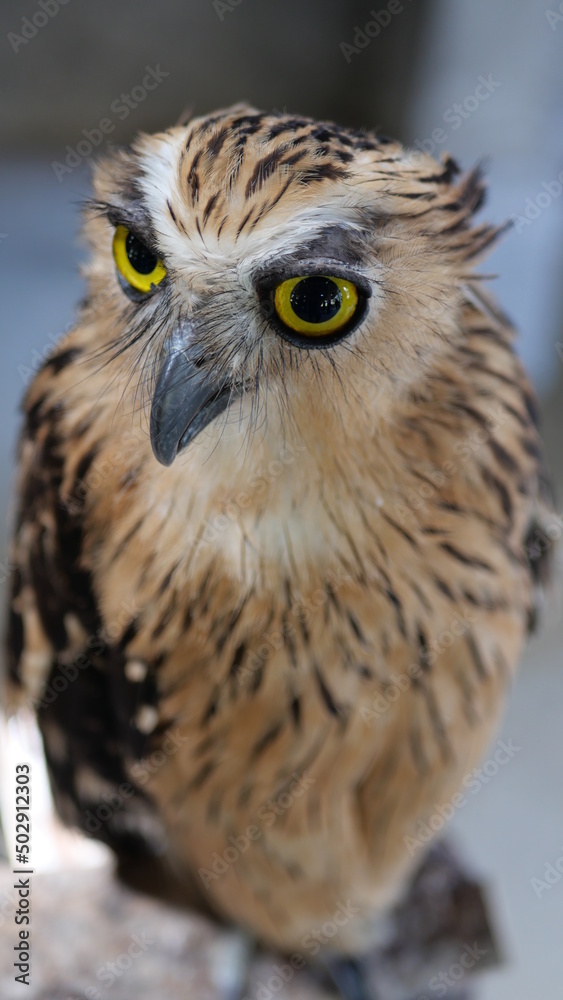 Fototapeta premium Exotic birds live in the tropics of Indonesia, looks very beautiful