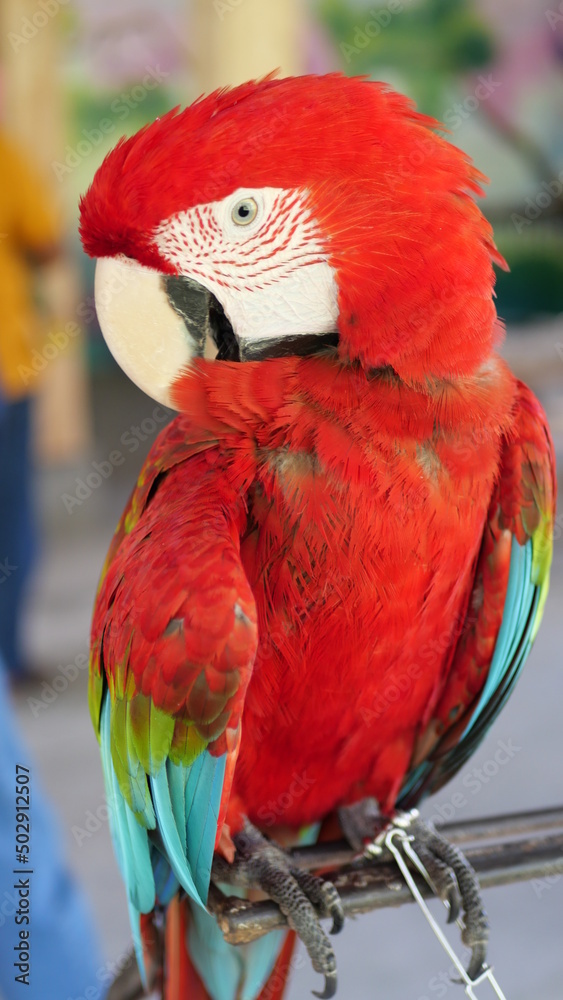 Obraz premium Exotic birds live in the tropics of Indonesia, looks very beautiful