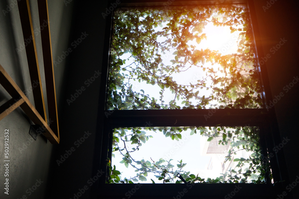 Entrance slit of glass windows and fig tree branches. Fragments of nature. Sunlight behind the windows in a house. Entrance slit of glass windows and fig tree branches. Fragments of nature. Sunlight behind the windows in a house.