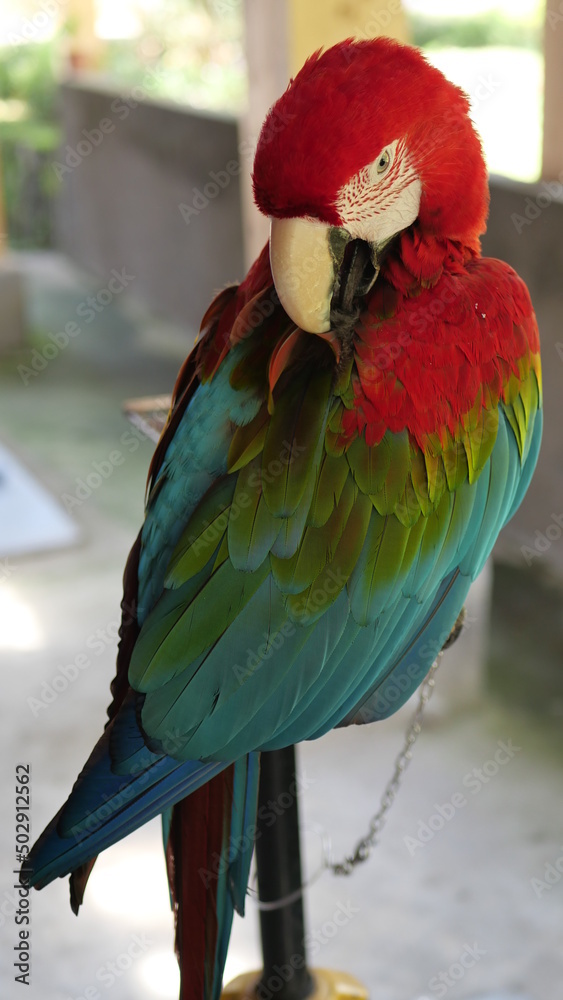 Obraz premium Exotic birds live in the tropics of Indonesia, looks very beautiful