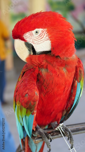 Exotic birds live in the tropics of Indonesia, looks very beautiful © Last 4ever