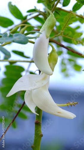 Sesbania grandiflora known as vegetable hummingbird katurai, agati, or West Indian pea. photo