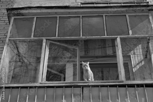 A domestic cat sits on the balcony