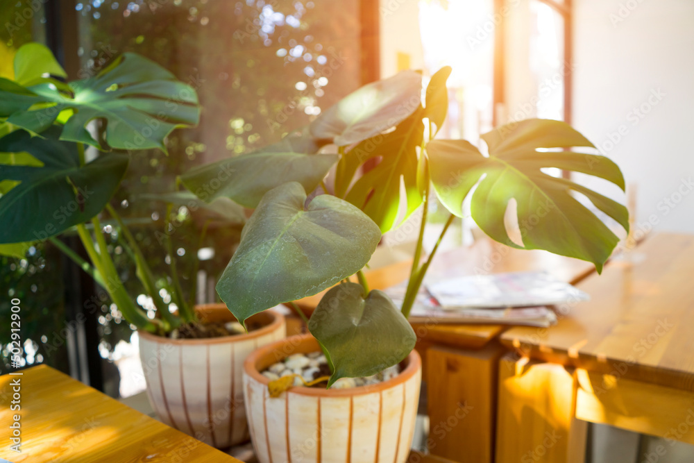 Monstera Giant in flower pot, The leaves are alternate, leathery, dark green, very large. Plant