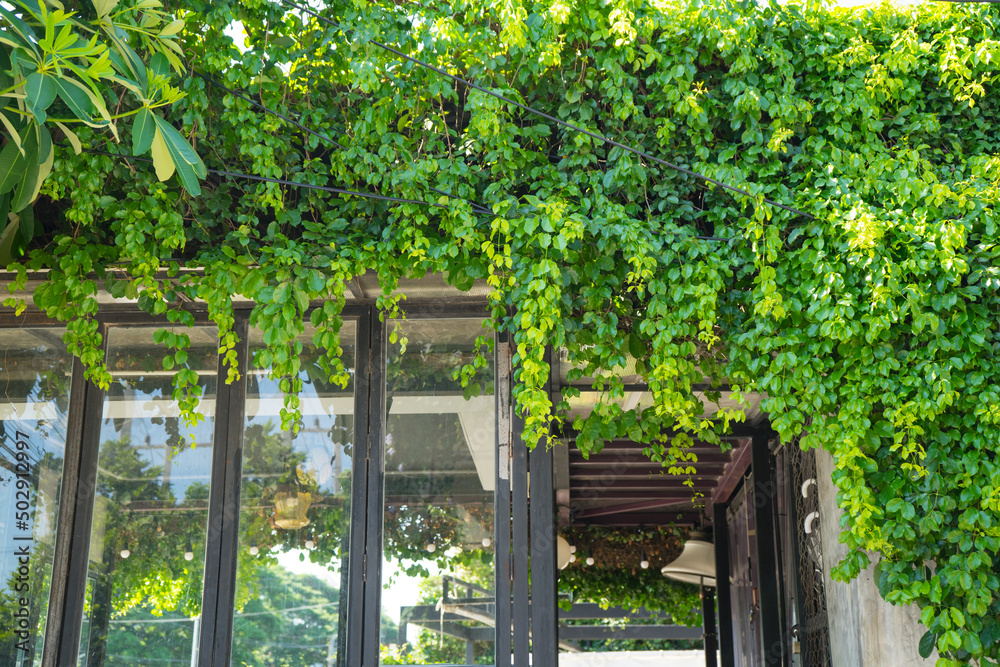 Ivy that climbs their storied walls cover the glass building.Vines not only lend greenery through the summer,but they also provide fall color in spring, the green and red leaves background. Ivy that climbs their storied walls cover the glass building.Vines not only lend greenery through the summer,but they also provide fall color in spring, the green and red leaves background.