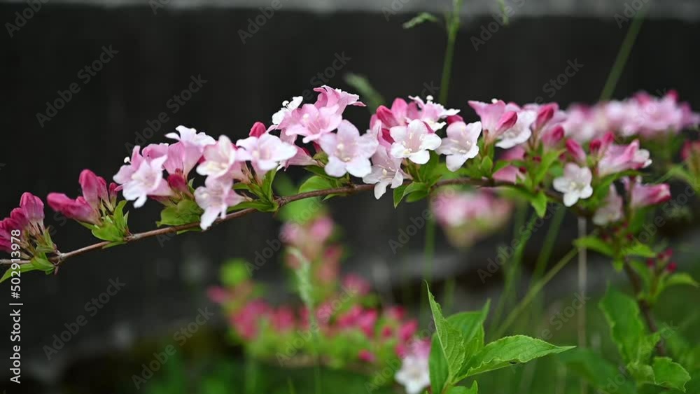 fleurs arbustes
