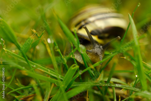 The grape snail (Helix pomatia) from the family of the snail (Helicidae). It occurs, inter alia, in Poland, from where it is transported to France, where it is a delicacy. The photo shows the snout.