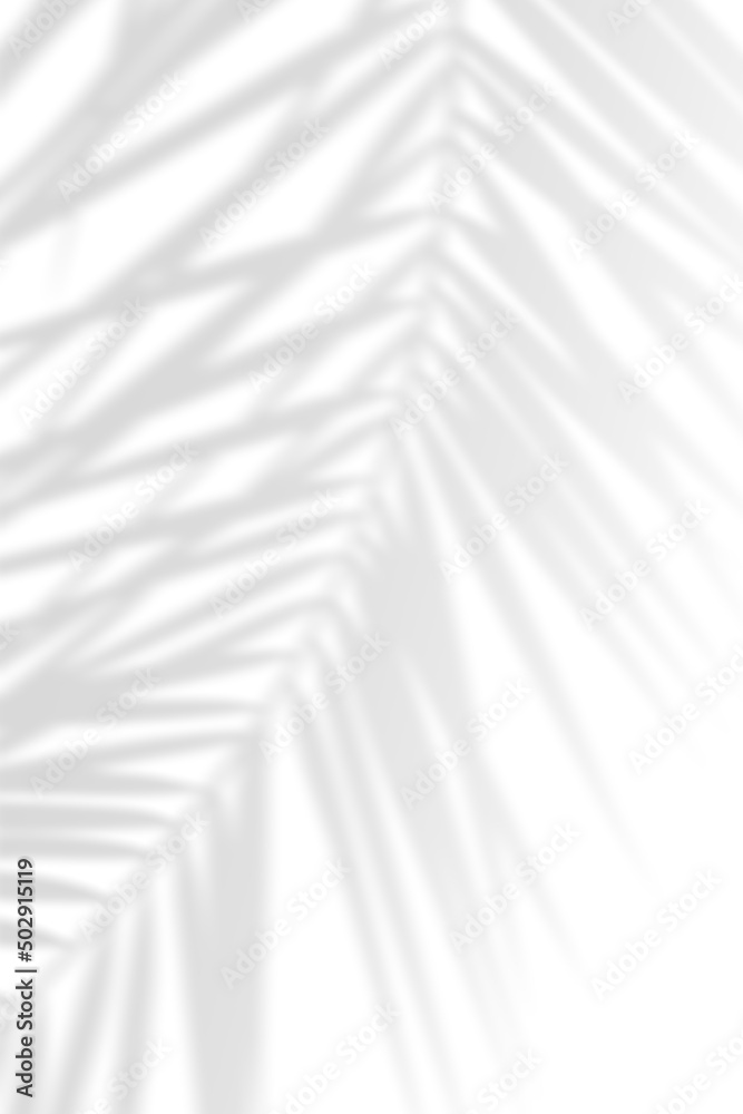 Obraz premium Abstract background of natural shadows tropical leaves overlay on a white wall background, summer seasonal concept.