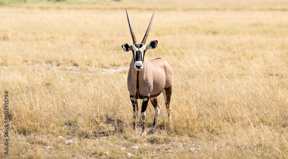 oryx antelope in the wild - obrazy, fototapety, plakaty 
