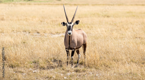 oryx antelope in the wild photo