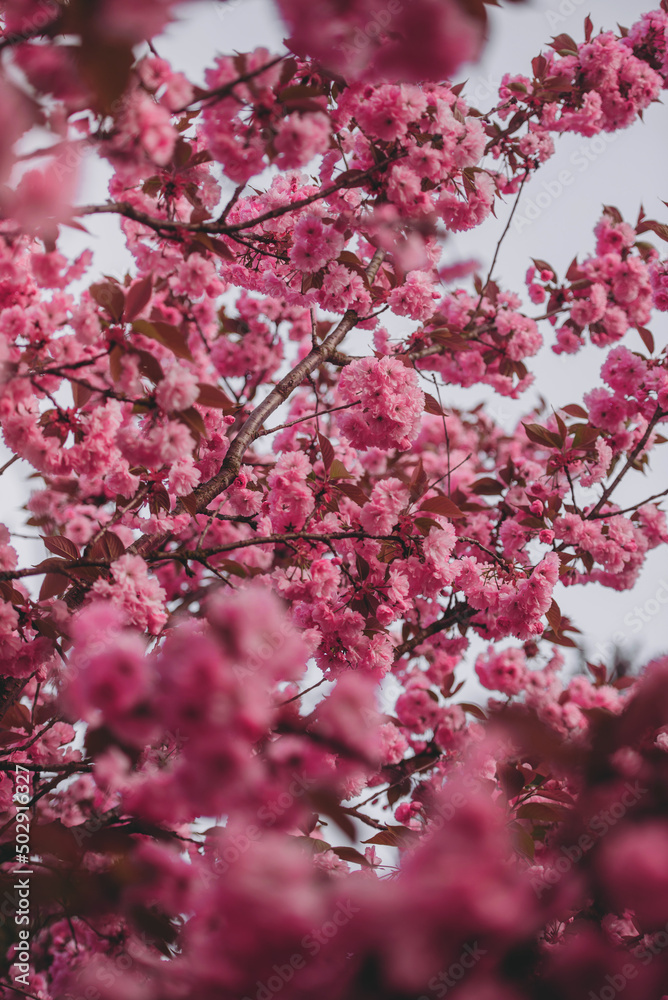 Blooming sakura flowers in the garden close-up. Natural blur spring background. Vertical photo. Blooming sakura flowers in the garden close-up. Natural blur spring background. Vertical photo.