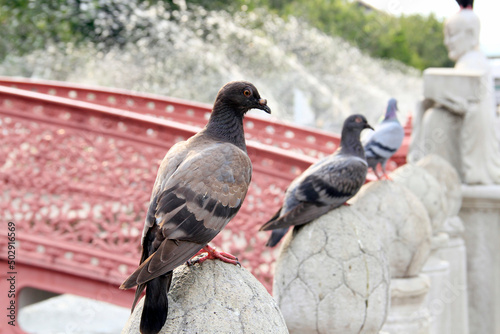 Pigeons sit on the wall. photo