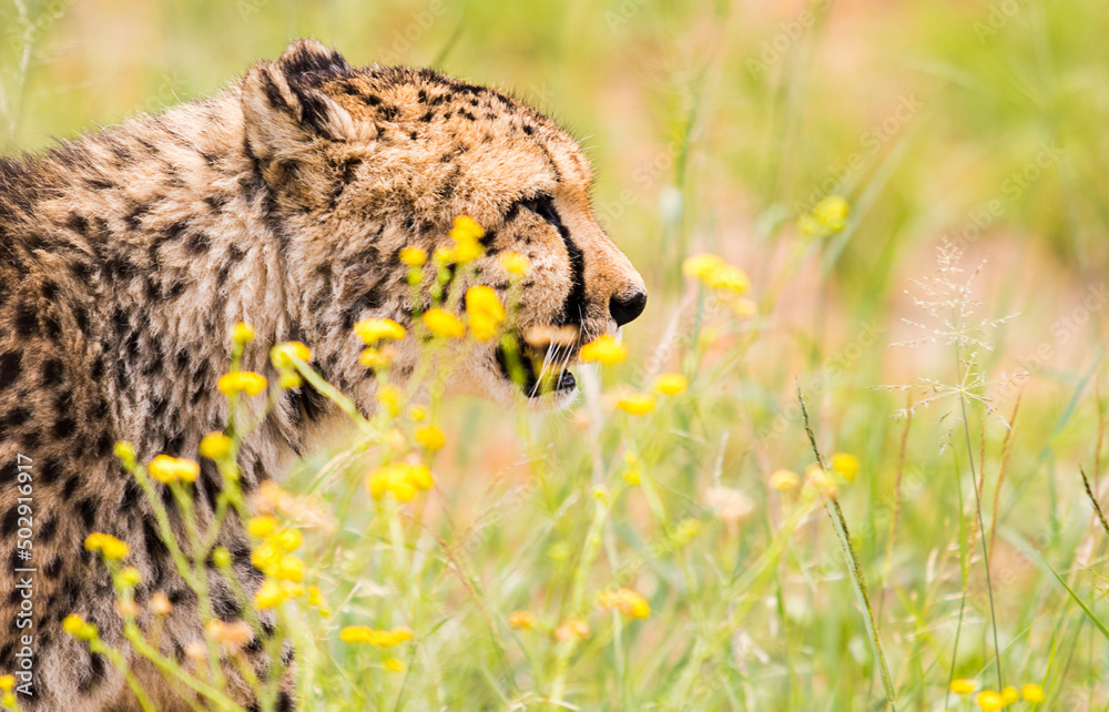 Obraz premium cheetah in the wild