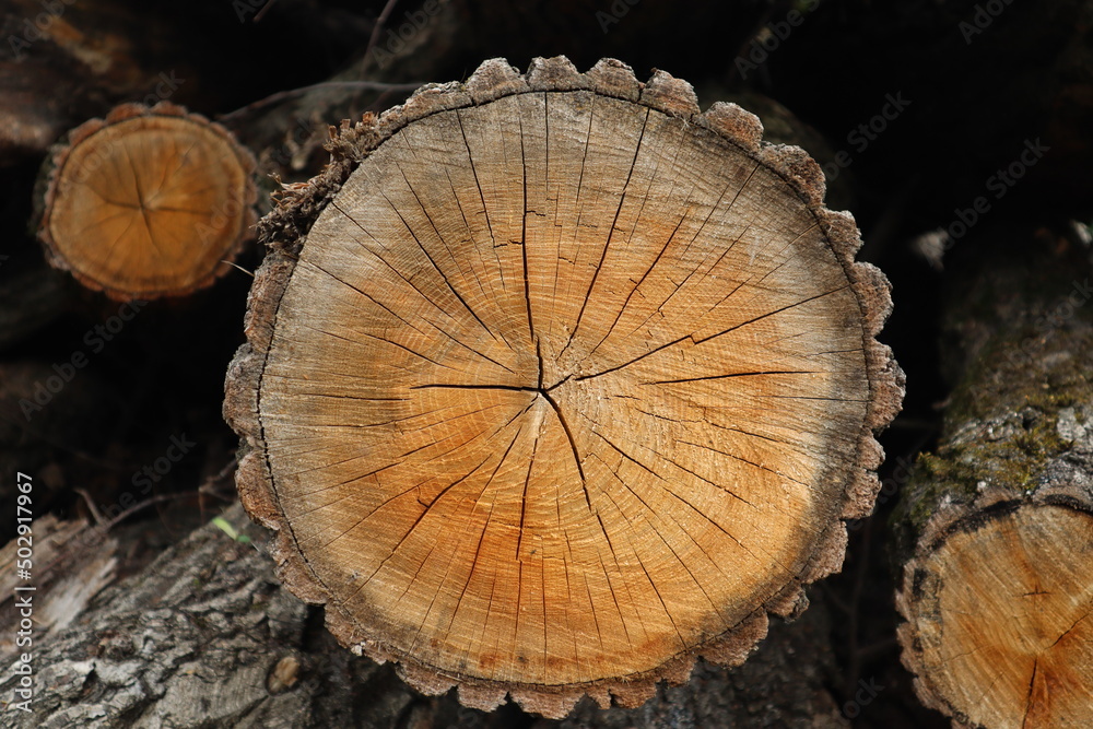 Naklejka premium cut tree trunk