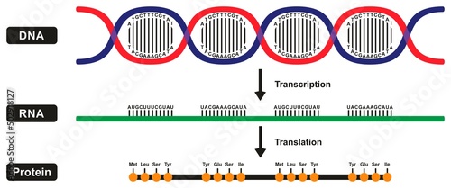 Stages of formation of RNA and protein by DNA strand infographic diagram including transcription and translation central dogma replication for biology medical science education vector illustration