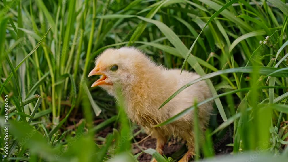 Tiny newborn poultry chicken chick on green grass among blooming dandelions, fresh background. Concept of traditional easter bird, spring celebration. Tiny newborn poultry chicken chick on green grass among blooming dandelions, fresh background. Concept of traditional easter bird, spring celebration.
