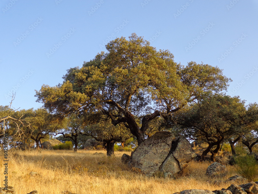 Holm oak growing from the crack of a rock Holm oak growing from the crack of a rock