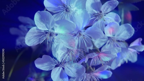 Flowers of fruit trees on branches, white flowers