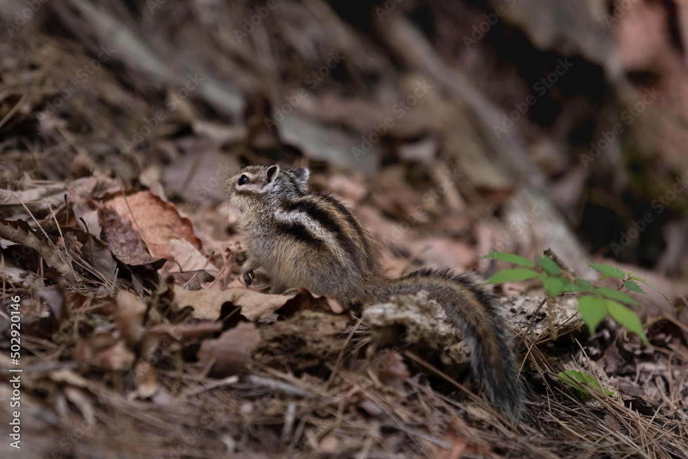 Squirrel found in the mountains. turn around Squirrel found in the mountains. turn around
