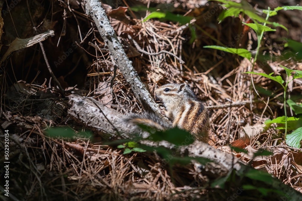 Squirrel found in the mountains Squirrel found in the mountains