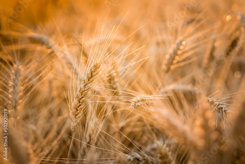 Rye ears in a sunset light on a farm field.
